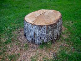 Best Tree and Shrub Care  in Lexington, TX