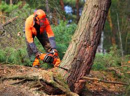 Best Tree Removal  in Lexington, TX