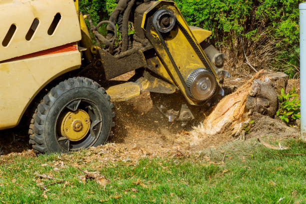 How Our Tree Care Process Works  in  Lexington, TX