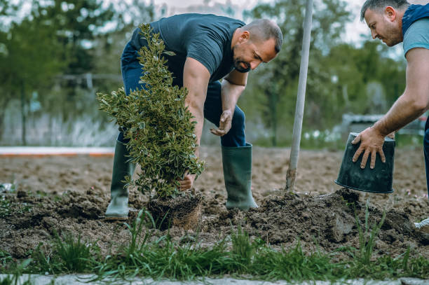 Best Tree Mulching  in Lexington, TX