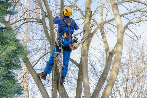 Professional Tree Services in Lexington, TX