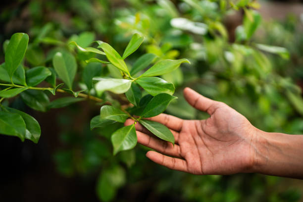 Trusted Lexington, TX Tree Services Experts