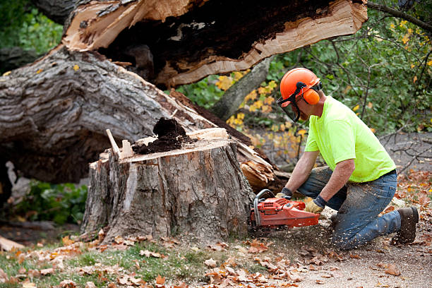 Best Tree Cabling and Bracing  in Lexington, TX