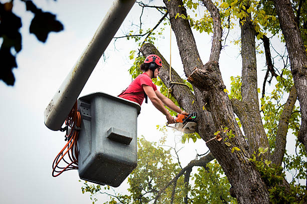 Best Arborist Consultation Services  in Lexington, TX
