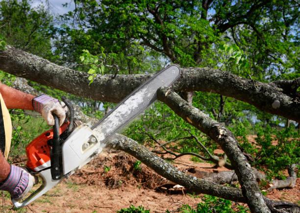 Seasonal Cleanup (Spring/Fall) in Lexington, TX